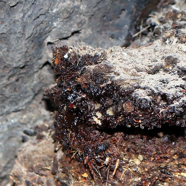 Rohes Shilajit-Harz aus dem Himalaya in Nahaufnahme